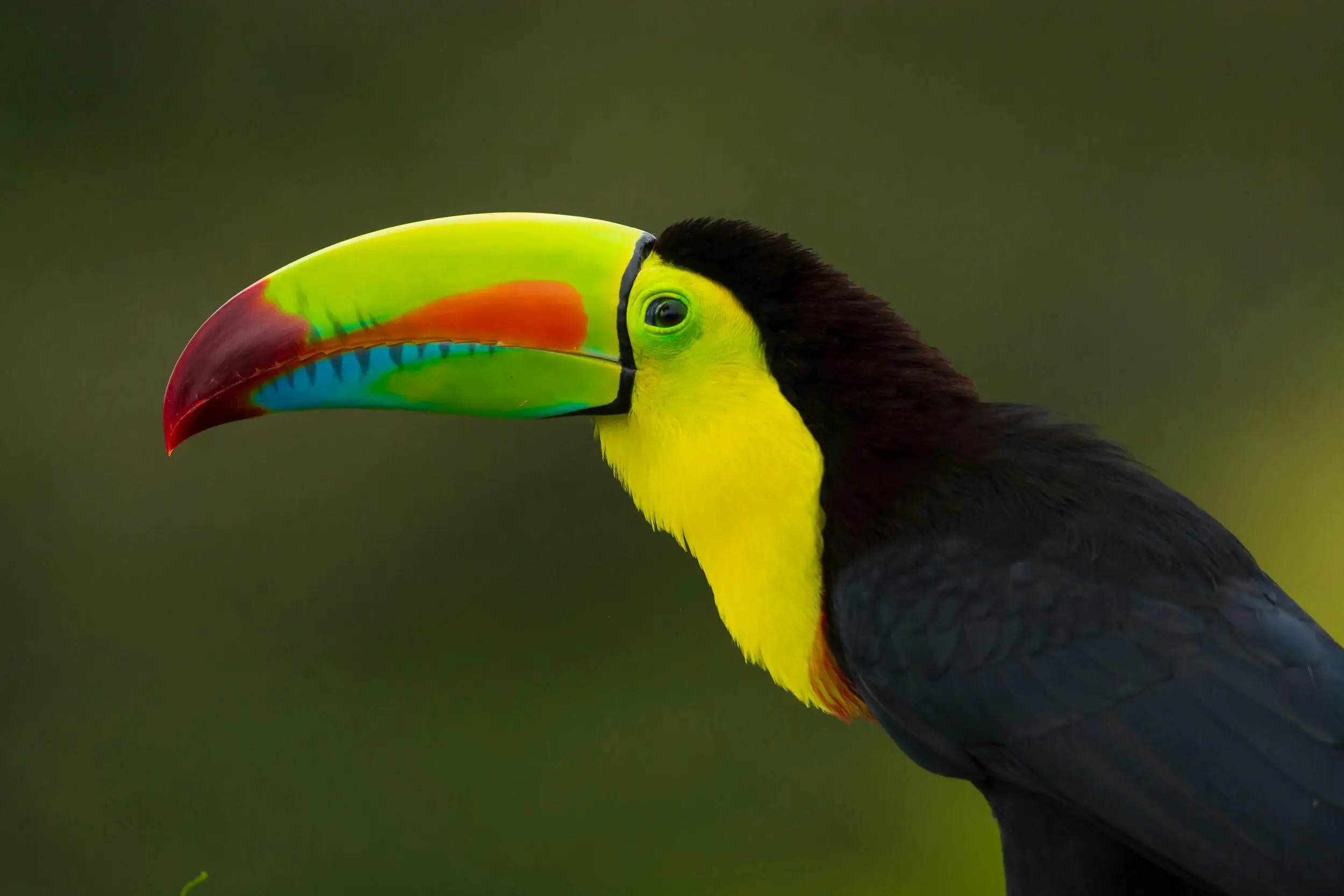Belize Birding Adventure
